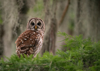 A Barred Owl in Florida 