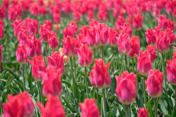 Obraz premium Bright pink tulip buds and fresh green leaves 