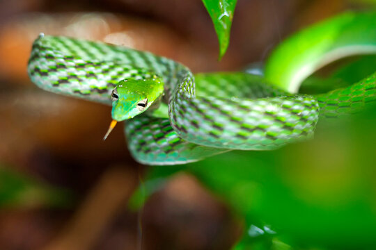 Green Vine Snake, Long-nosed Whip Snake, Ahaetulla nasuta, Sinharaja National Park Rain Forest, World Heritage Site, UNESCO, Bioreserve, Sri Lanka, Asia.