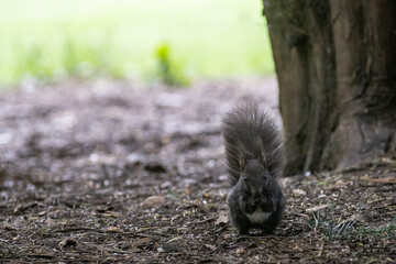 Sciurus Vulgaris in Parco di Monza