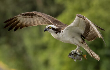 Osprey with a fish in Florida 