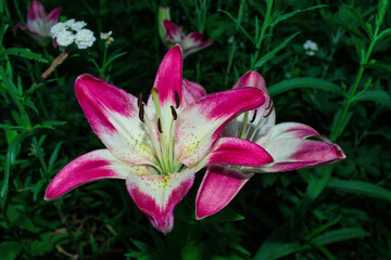Beautiful pink-white Lilies (Latin: Lilium) in garden on green leaves background. Flowers closeup. Precise selective focus.
