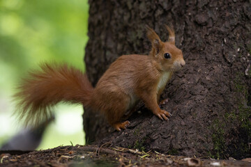 Naklejka na ściany i meble scoiattolo rosso a rischio sulla base di un albero