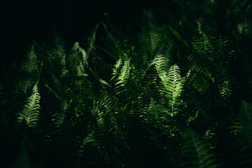 Ferns by Olterudelva River, Toten, Norway.