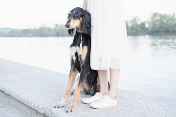 Saluki dog sitting near womans legs river bank. Black and brown.