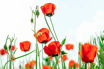 Naklejka premium poppy field bottom view summer concept