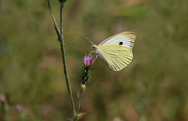 Great White angel butterfly on boron thorn - Pieris brassicae