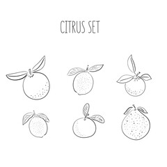 Set of hand drawn vector citrus, lemon, orange, lime, pomelo, tangerine and grapefruit fruits on light background. Sketch illustrashion.