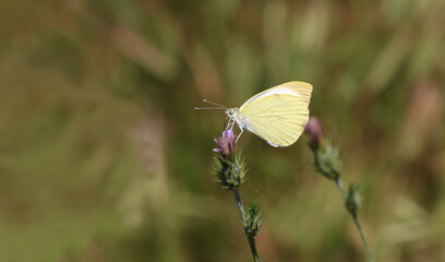Great White angel butterfly on boron thorn - Pieris brassicae