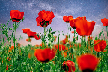 Naklejka premium poppy field bottom view summer concept