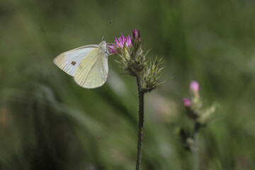 Great White angel butterfly on boron thorn - Pieris brassicae