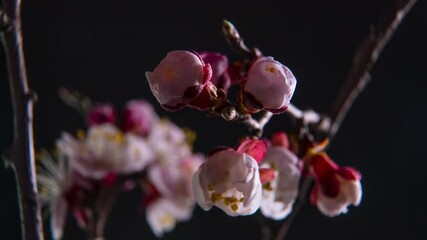 Spring flowers opening