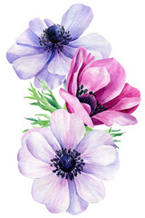 Watercolor flowers, bouquet of anemones on isolated white background, floral design element