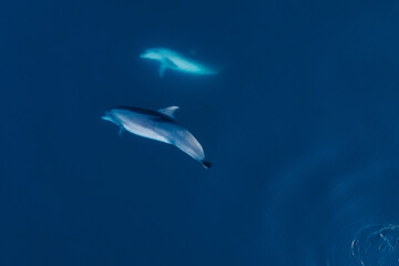 Aerial view of couple bottlenose dolphins in sea.