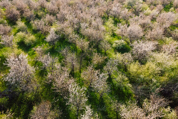 Aerial view of garden with evening light