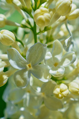 Obraz premium White Lilacs