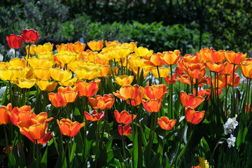 tulipany,wiosna,działka,ogród,kwiaty6 - obrazy, fototapety, plakaty