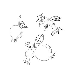 Red ripe black line pomegranate and tropical leaves vector illustration on white background. Hand drawn sketch summer art