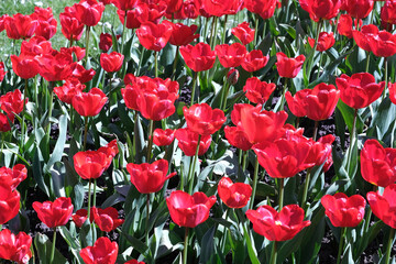 tulipany,wiosna,działka,ogród,kwiaty5