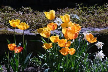 tulipany,wiosna,działka,ogród,kwiaty3