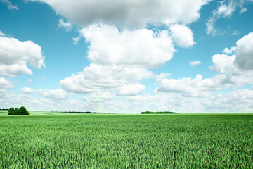 field with green wheat and clouds