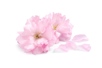 Beautiful pink sakura blossoms and petals isolated on white