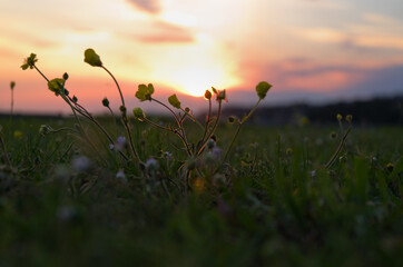 Background of the blooming flowers in the grass at Adriatic seaside in sunset, sunrise light close up. Natural summer backgrounds. 