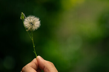 Fototapeta premium Small bunch of flying seeds. Seeds that are scattered with the wind.