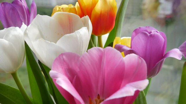 Petals of multicolored tulips white, pink, lilac, orange in a spring bouquet on the windowsill by the window