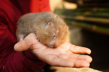 African mole-rat, cute animal on men's hand