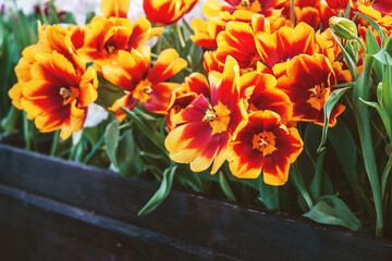 Yellow-red terry tulips close up in the wooden box