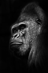 A powerful male gorilla with thick lips looks displeased in profile on a black © Mikhail Semenov