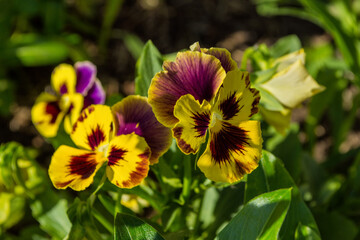 Yellow garden flowers Violets (Latin: Viola tricolor) or horned violet also have the name Pansies. Flowers close up. Precise selective focus.