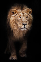 Fototapeta na wymiar Calm look of a maned male lion coming out of the dark with glowing orange eyes, black background