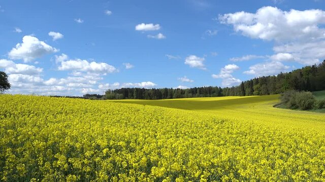 Bl&uuml;hendes Rapsfeld im Fr&uuml;hling mit wanderndem Schatten und einem vorbeifliegendem Vogel 