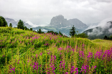 Fototapeta premium Trail from Col Raiser to Seceda Dolomites Italy