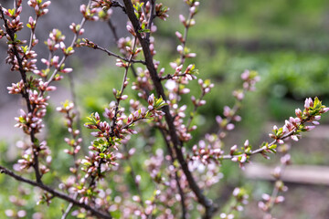 Flowering thorn bushes