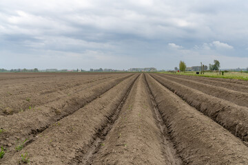 Fototapeta na wymiar low angle close up view of a freshly plowed and planted farm field with healthy brown earth