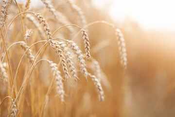 Close-up of ripe wheat ears on a field. Summer concept, harvest time. Eco products. Selective focus.