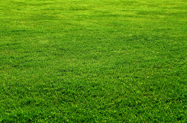 Green grass, lawn in the sun, healthy lawn