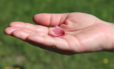 Woman's hand holding a fragile delicate flower. It is a beautiful sunny day. Concepts of being gentle, taking care of oneself and femininity. Selective focus.