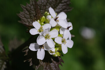 kwiaty,światło,cięń,działka,ogród,wakacje 2021,19