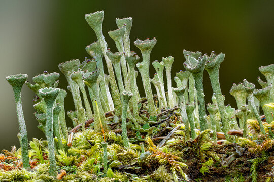 Rare cladonia pyxidata lichen (symbiotic mushroom & algae) growing on a mossy fallen tree on a warm spring morning in the forest