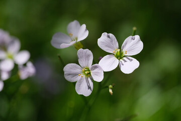 kwiaty,światło,cięń,działka,ogród,wakacje 2021,9