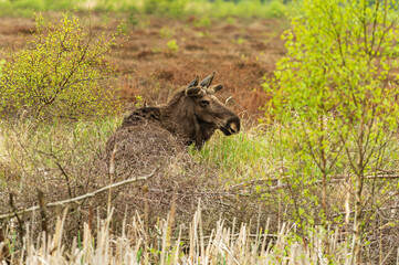 Moose relax in the meadow