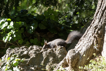Black squirrel (sciurus vulgaris) looking for nuts