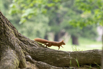 red squirrel in the forest running 