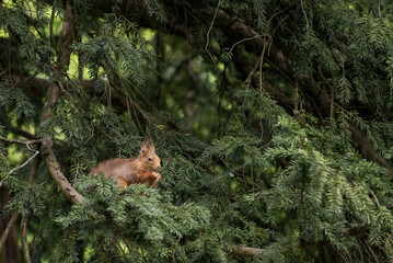red squirrel on a tree eating a nut