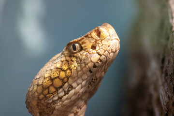 Aruba island rattlesnake closeup of head with eye staring at viewer and negative space for copy