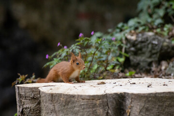 squirrel on a tree
